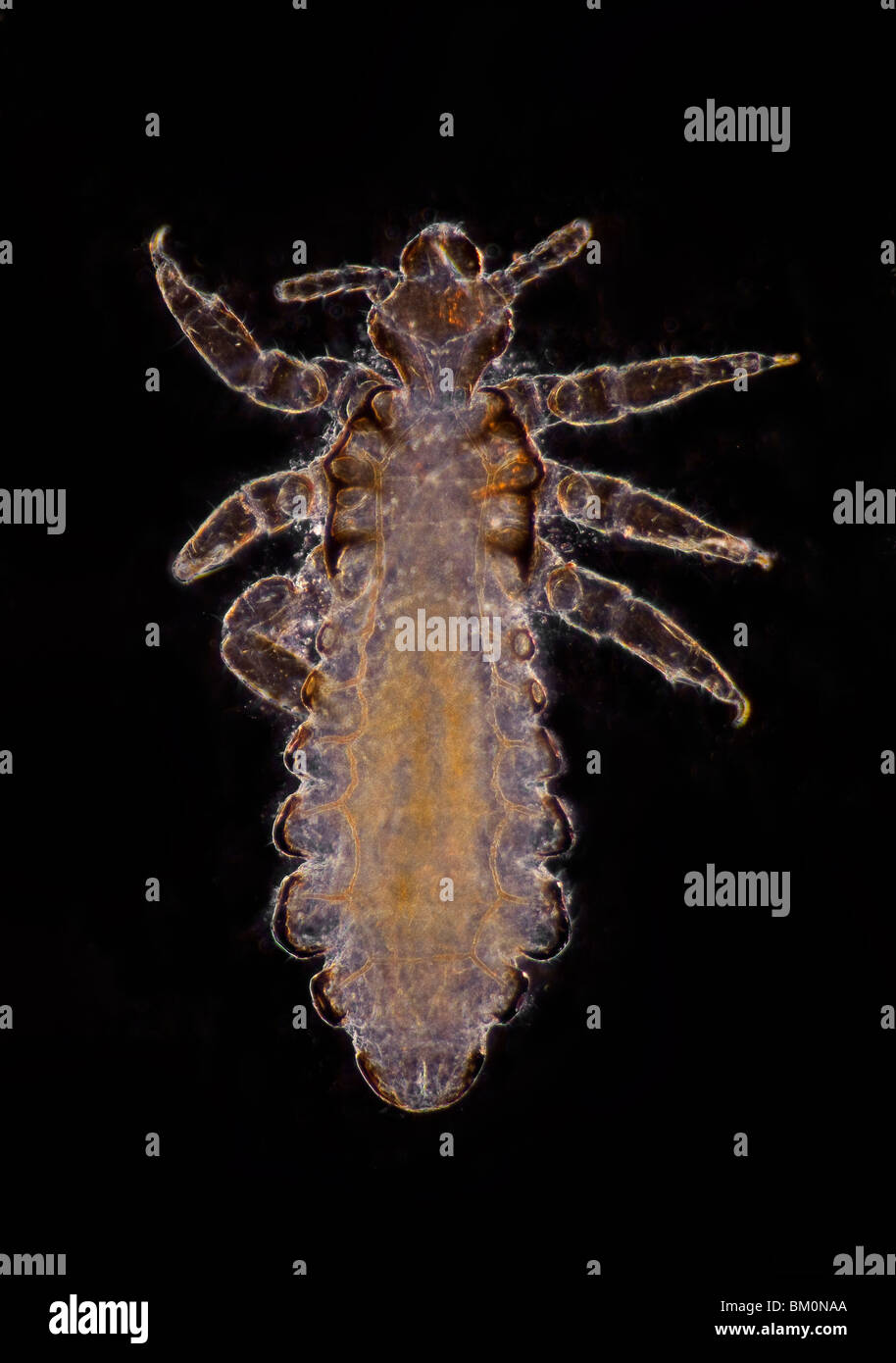 Human head louse, Pediculus humanus capitis, darkfield photomicrograph Stock Photo
