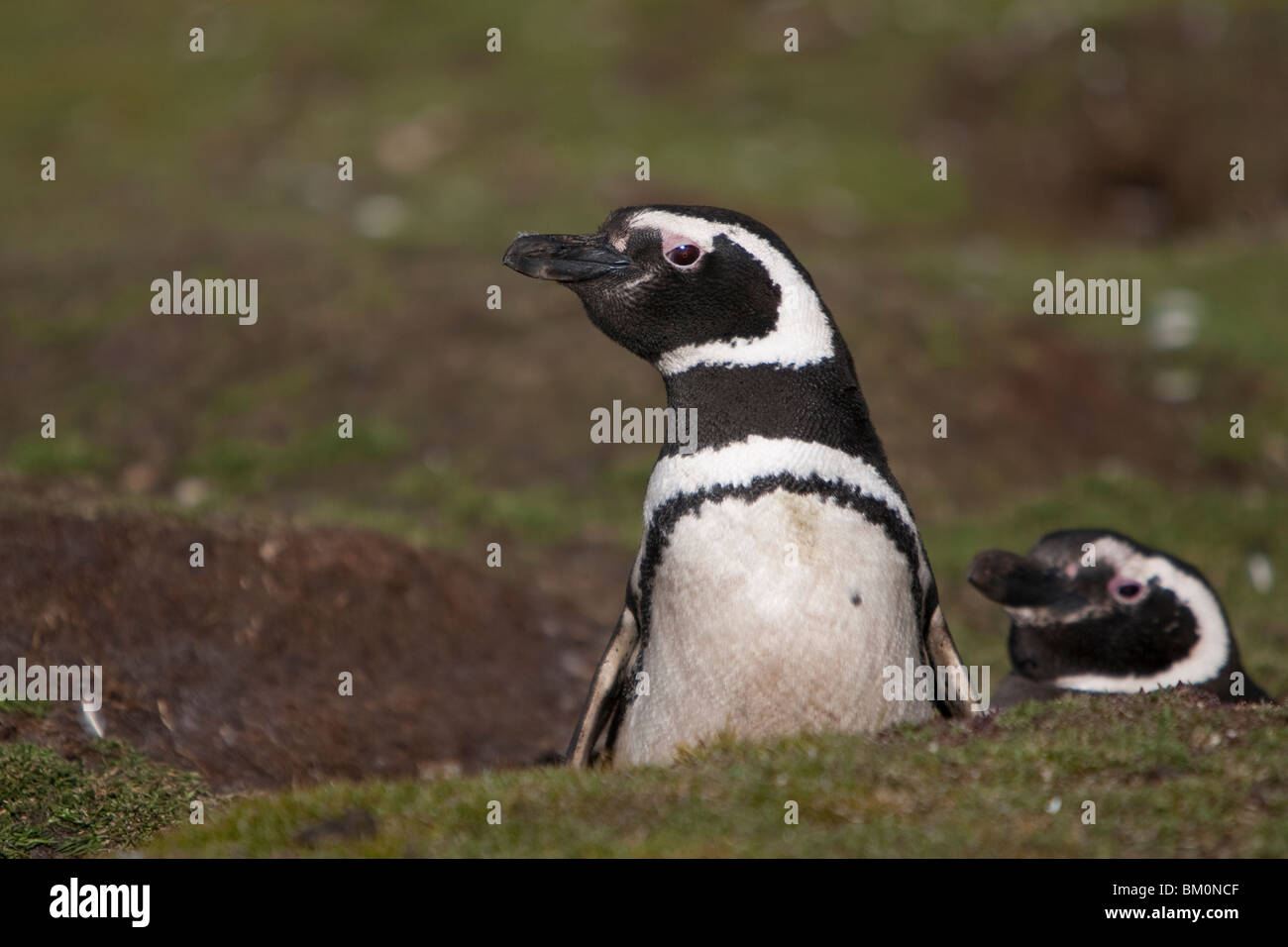 Magellan-Pinguine Magellanic Penguins Spheniscus magellanicus with burrow Falkland Islands Volunteer Point Stock Photo