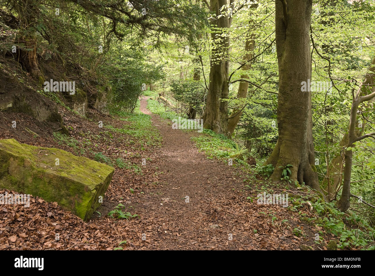 Path in woods through hi-res stock photography and images - Alamy