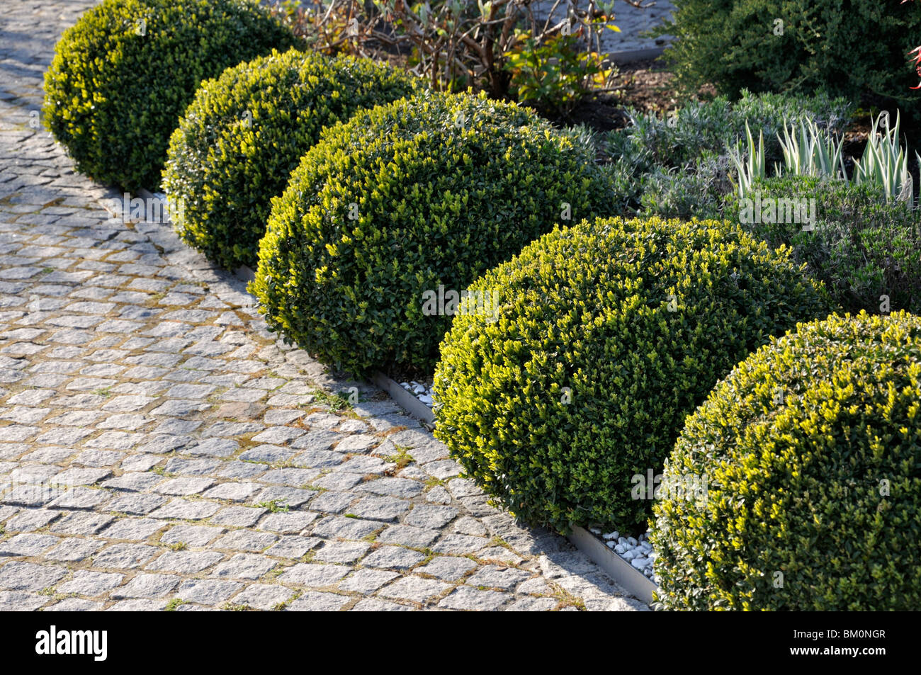 Common boxwood (Buxus sempervirens) with spherical shape Stock Photo