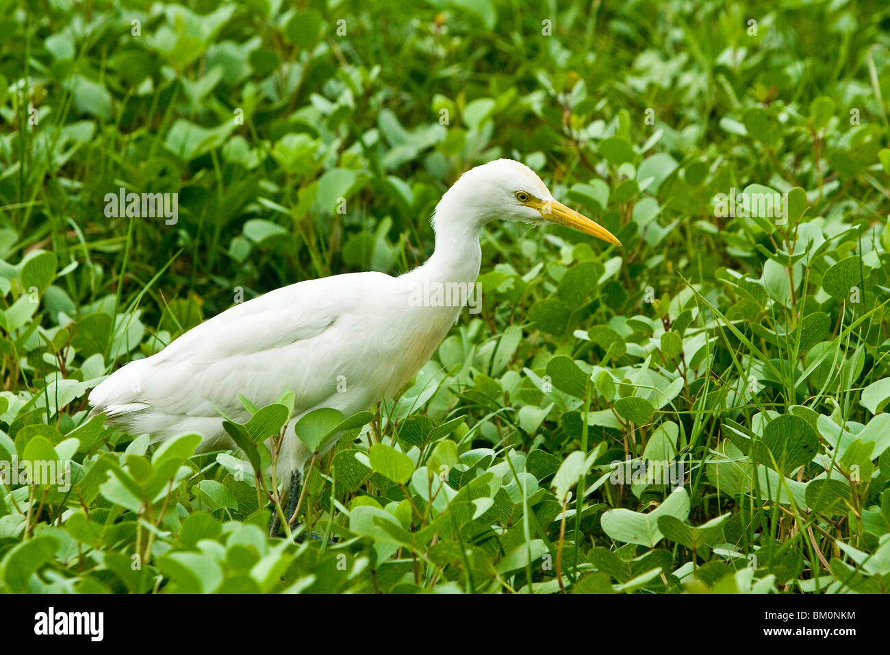 Egret hunting for food in Kerala, India Stock Photo Alamy