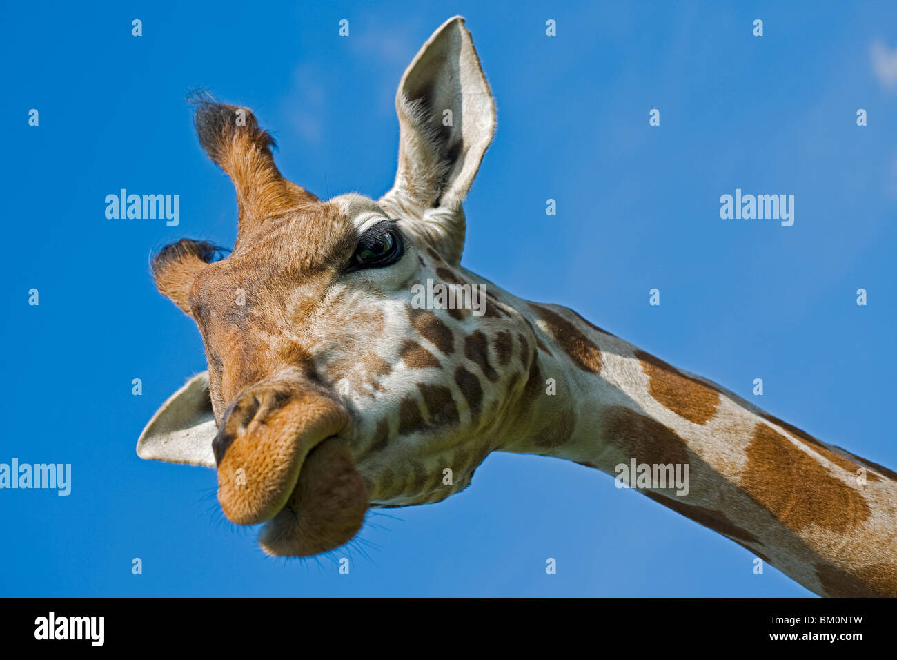 The head of a Rothschild Giraffe from underneath as it stare down towards the camera Stock Photo