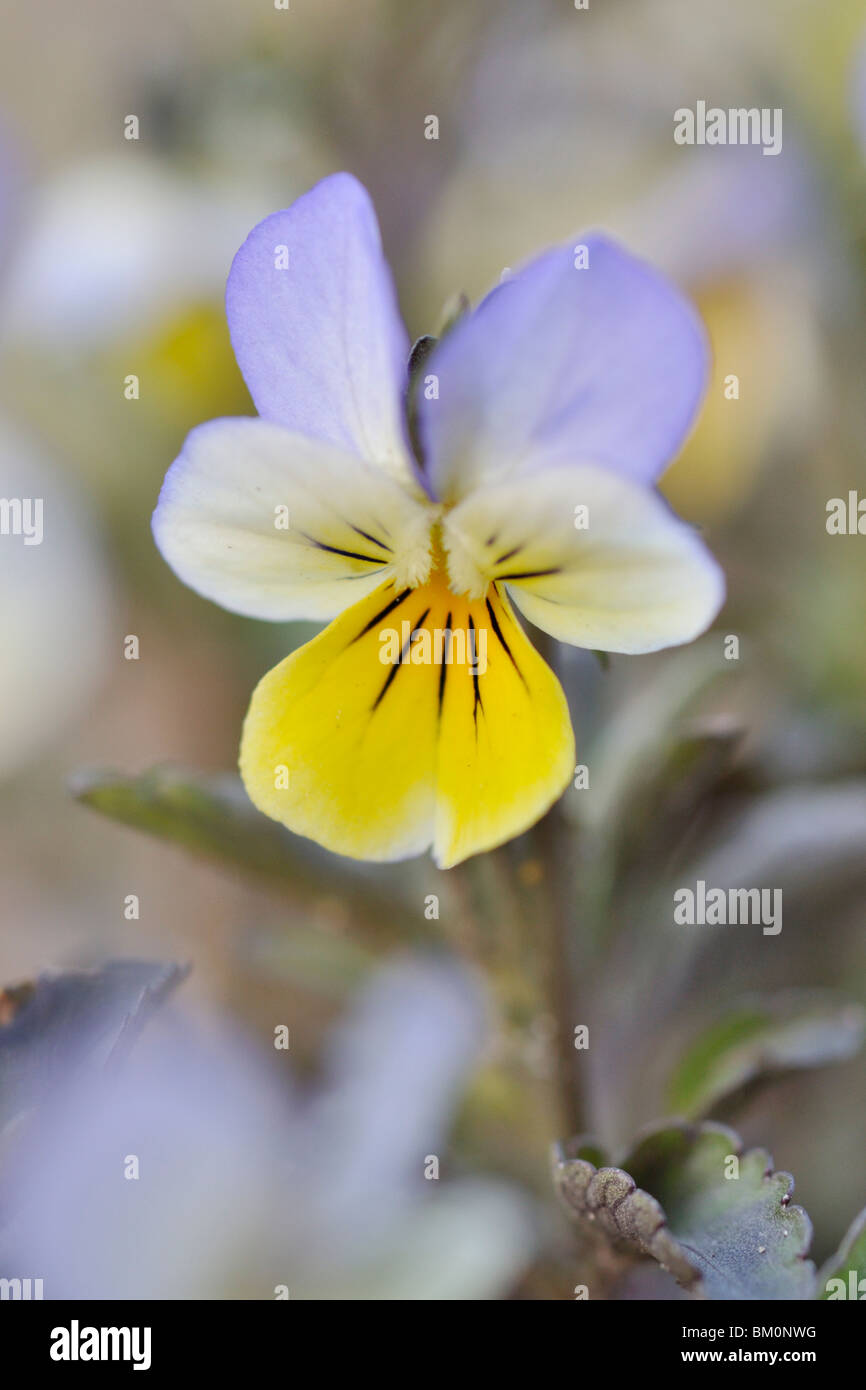 Wild pansy (Viola tricolor) Stock Photo