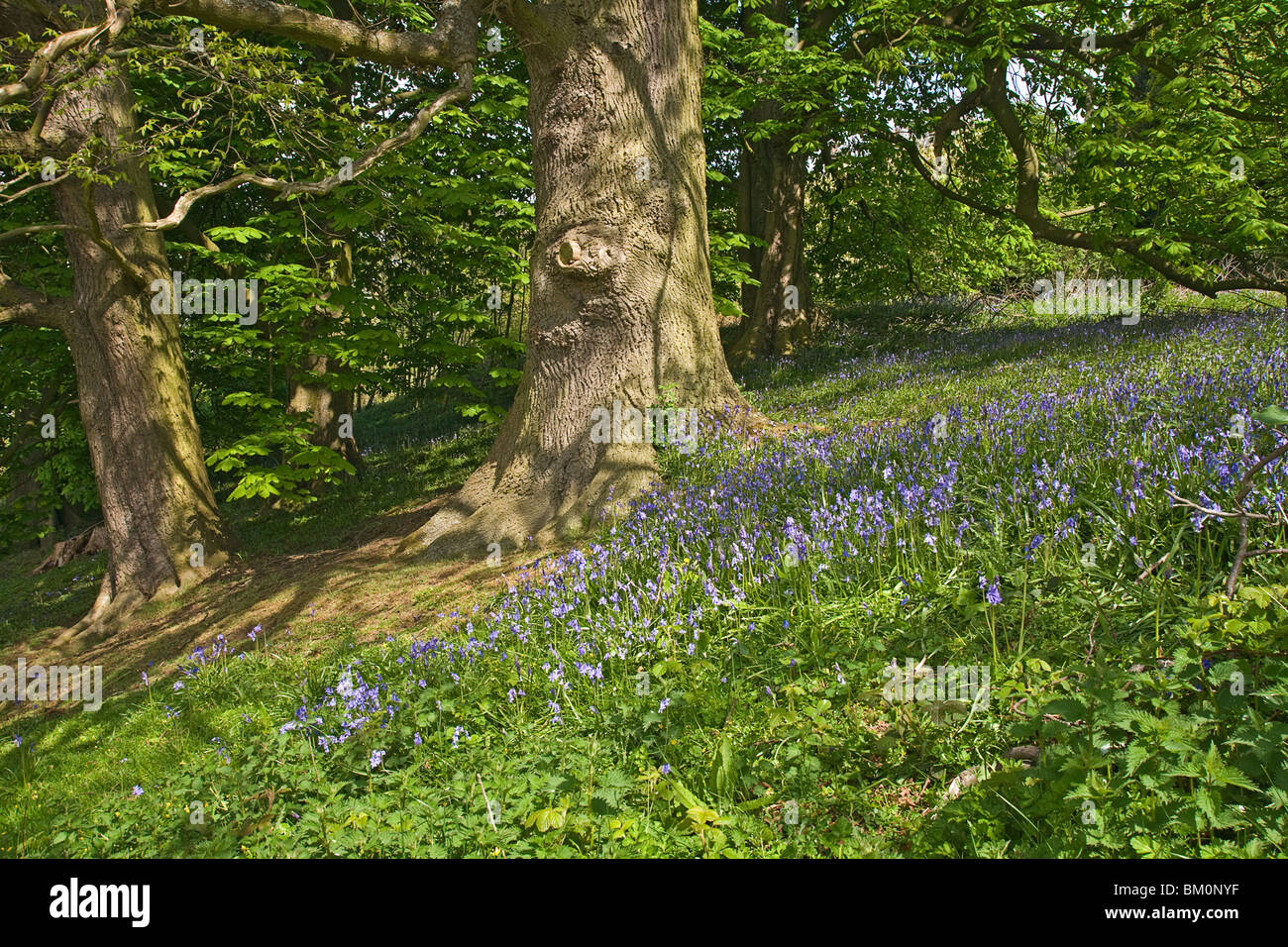 Bluebells in woodland at Easby near Richmond, Yorkshire. Stock Photo