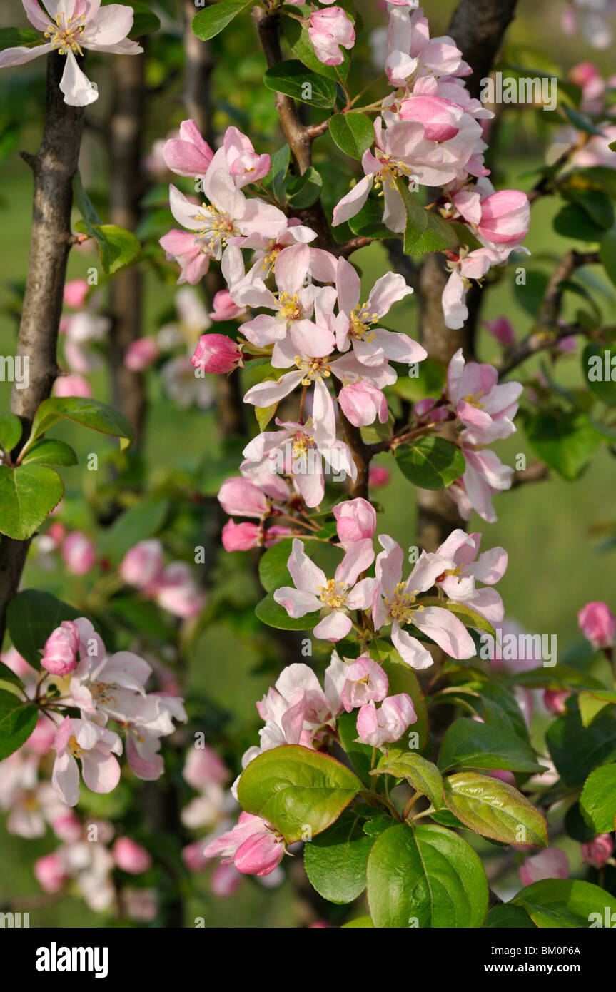Crab apple (Malus x micromalus Stock Photo - Alamy