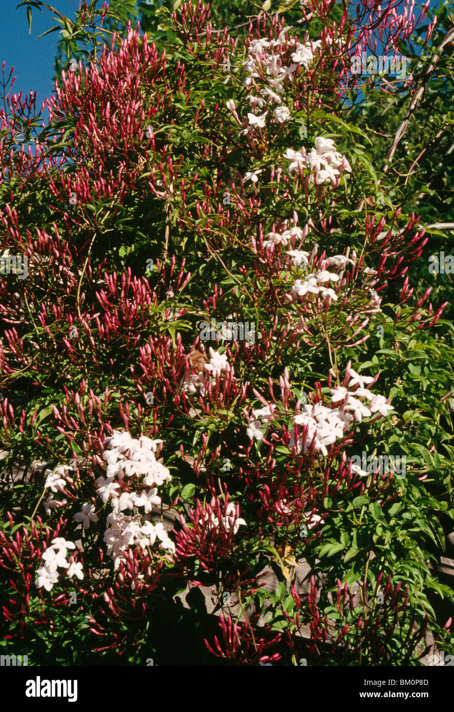 Blooming Jasmine plant Stock Photo Alamy
