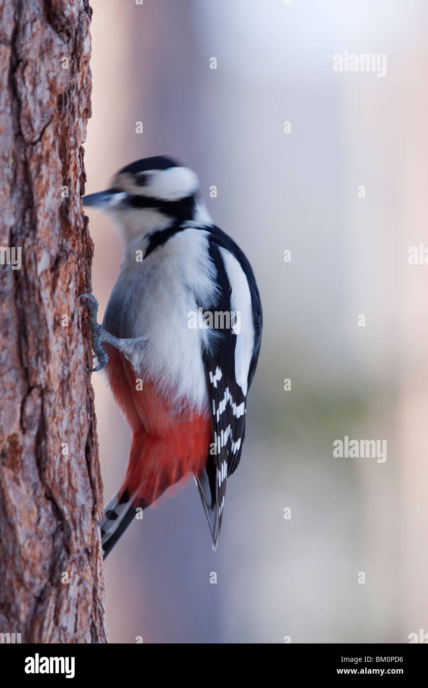 Great Spotted Woodpecker, displaying pecking action through motion. Stock Photo