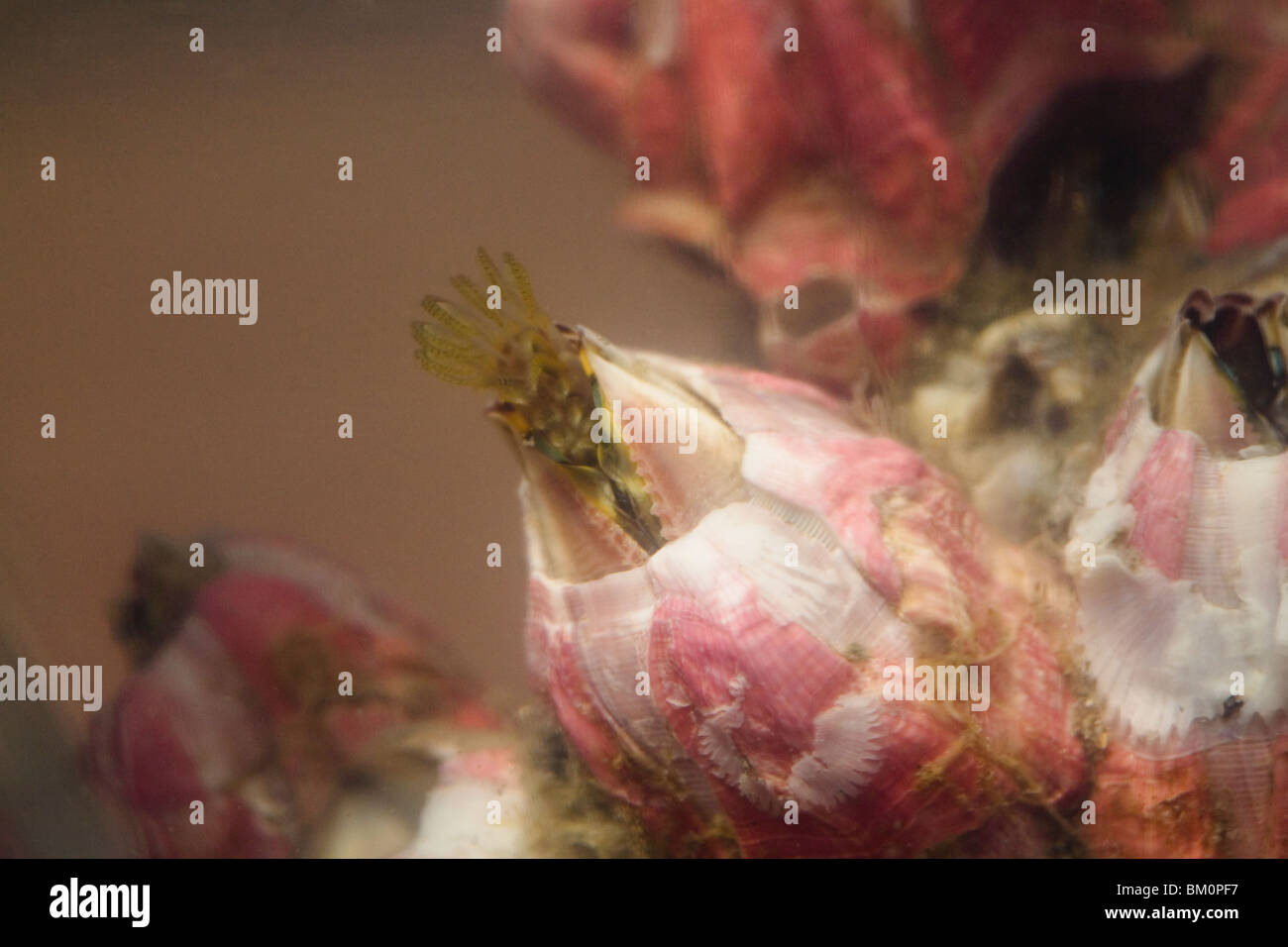 Live rock acorn barnacles - Megabalamus coccopoma Stock Photo