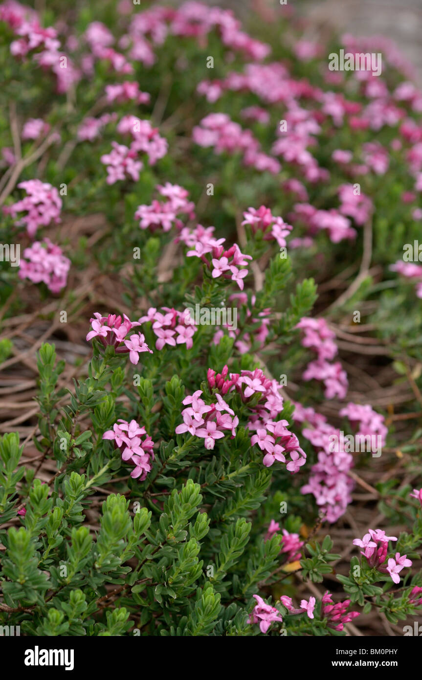 Garland flower (Daphne cneorum) Stock Photo