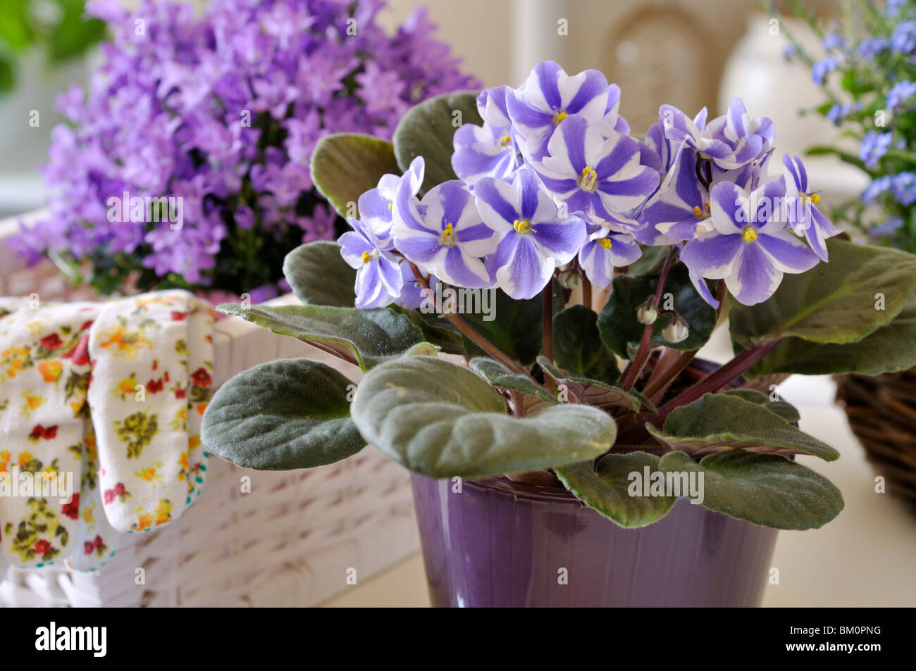 African violet (Saintpaulia ionantha) Stock Photo