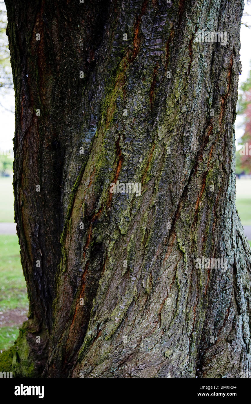 Closeup of twisted tree trunk showing bark detail Stock Photo Alamy