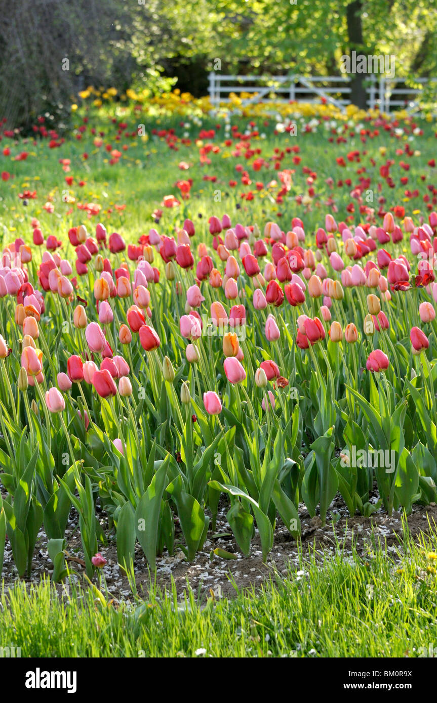 Meadow with tulips (Tulipa) Stock Photo