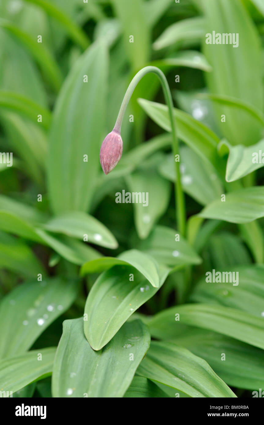 Alpine leek (Allium victorialis) Stock Photo
