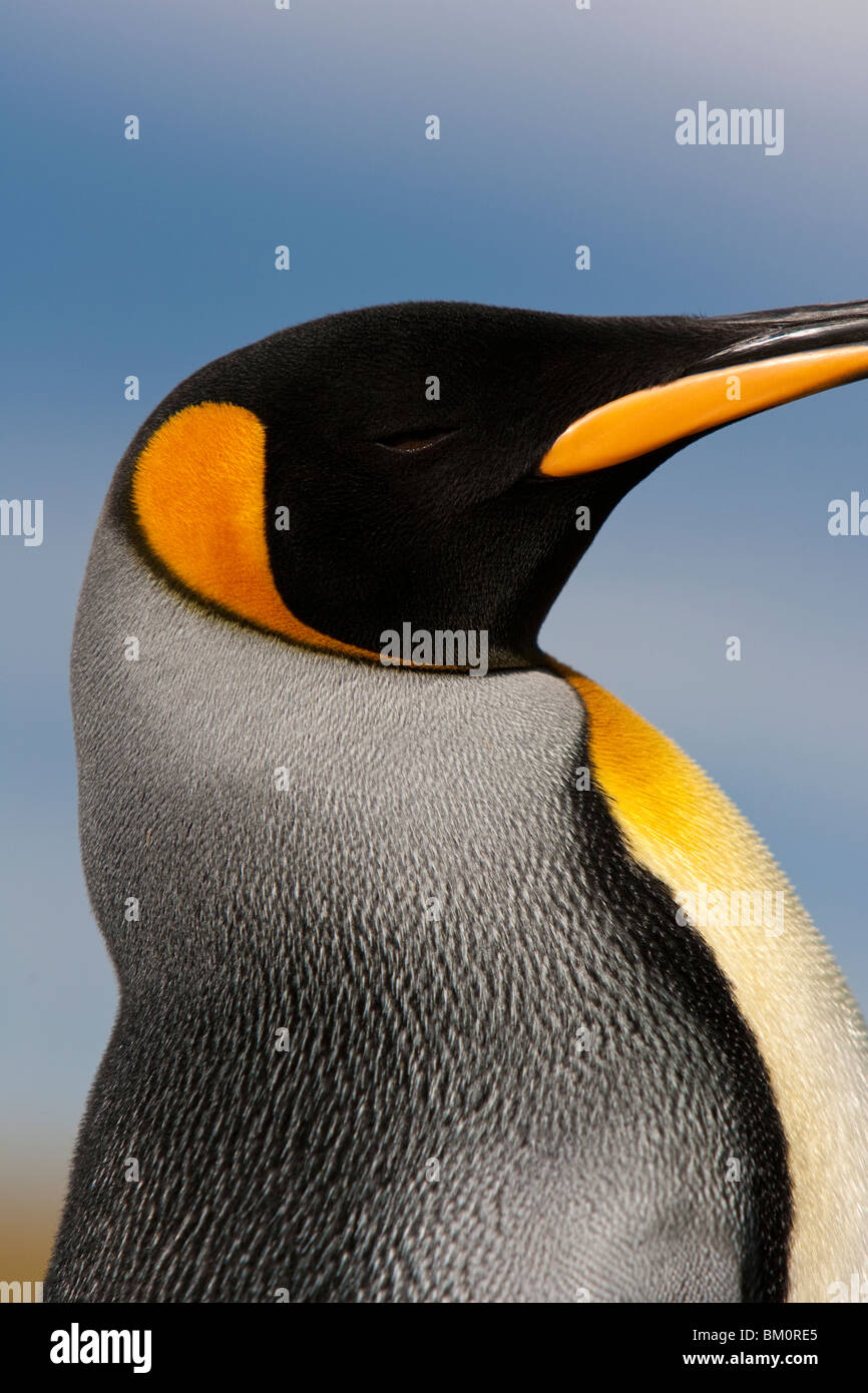 King Penguin Aptenodytes patagonicus Königspinguin Falkland Islands Volunteer Point Stock Photo