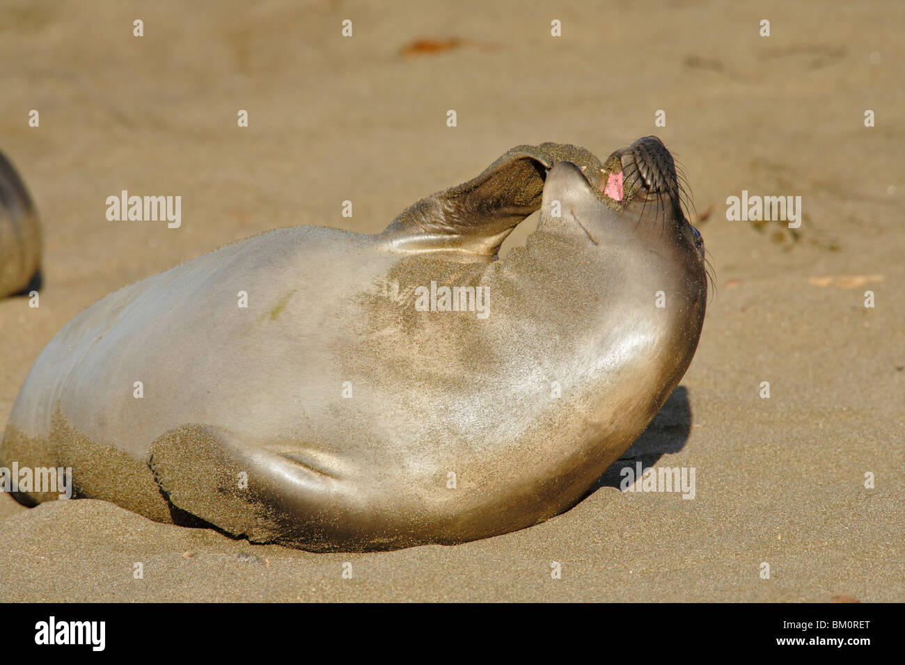 Northern elephant seal weaner on beach-Piedras Blancas, California, USA. Stock Photo