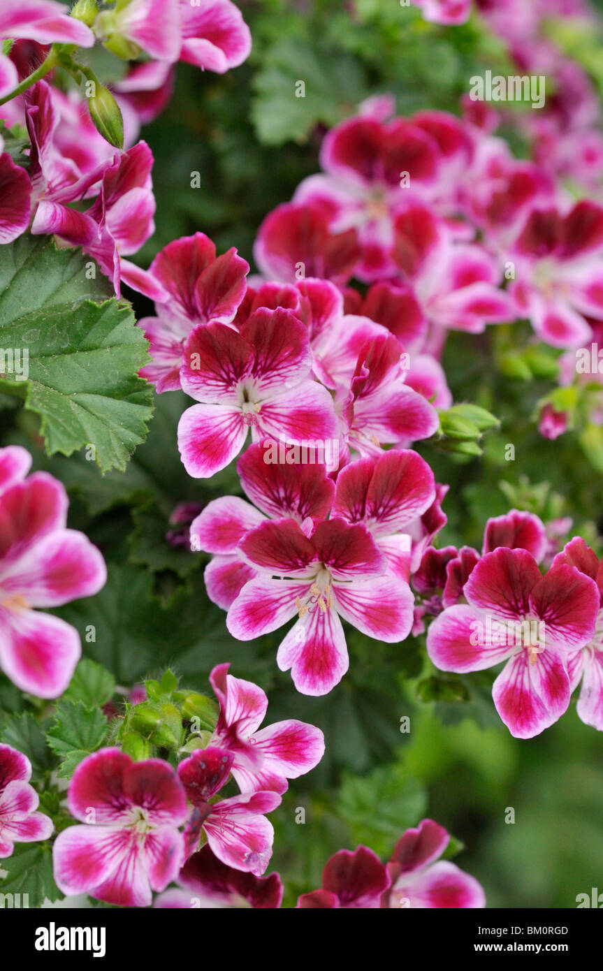 Lemon scented pelargonium (Pelargonium crispum 'Angeleyes Burgundy') Stock Photo