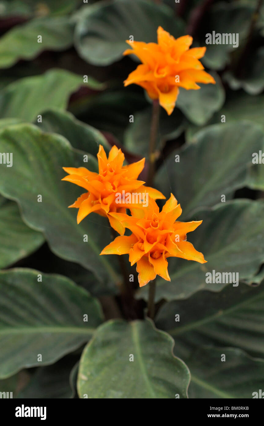 Eternal flame (Calathea crocata) Stock Photo