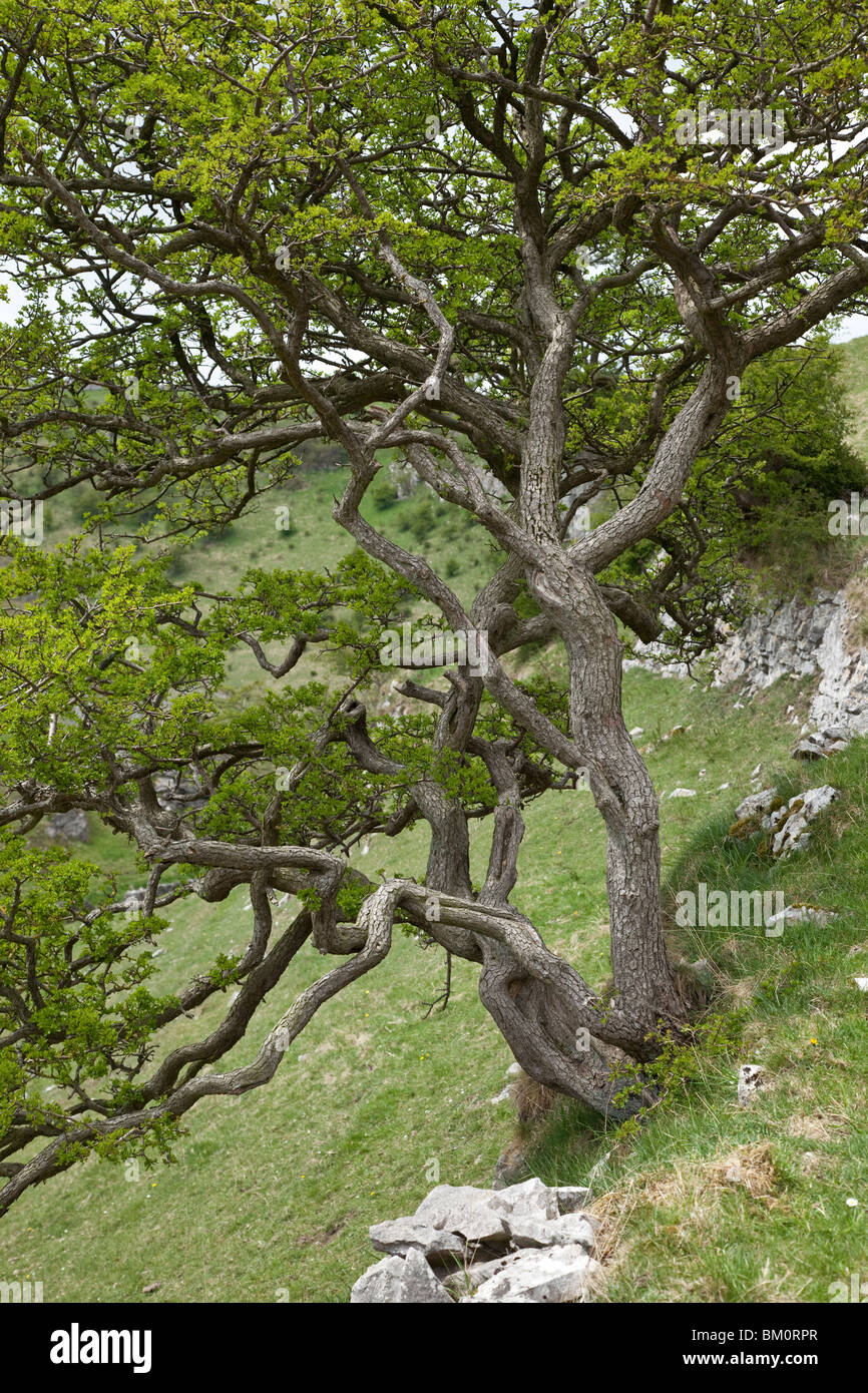 Hawthorn, growing from limestone outcrop, Cressbrook Dale, Derbyshire Stock Photo