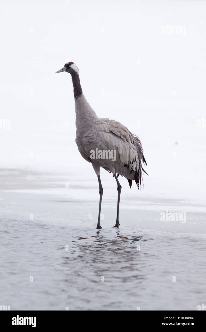 Common Crane on ice. Stock Photo