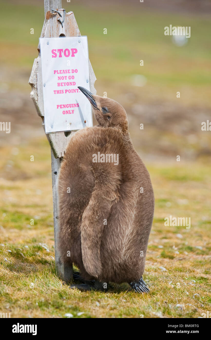 King Penguin Aptenodytes patagonicus Königspinguin Falkland Islands Volunteer Point chick with sign Stock Photo