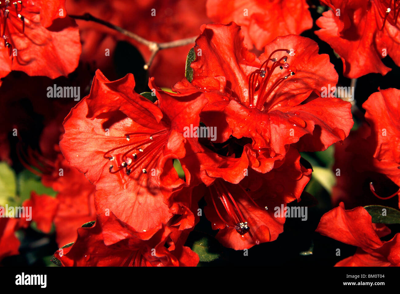 Close up of Girard Hot Shot Azalea blossoms Stock Photo