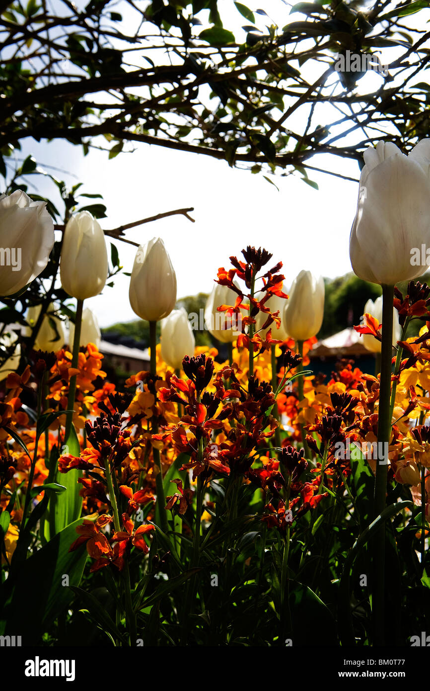 A backlit bed of wallflowers with a selection of tulips in the grounds of Tatton Park Stock Photo