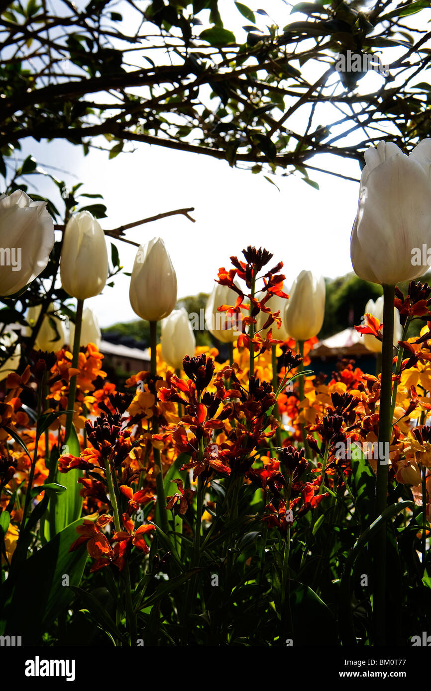 Liliaceae tribe hi-res stock photography and images - Alamy