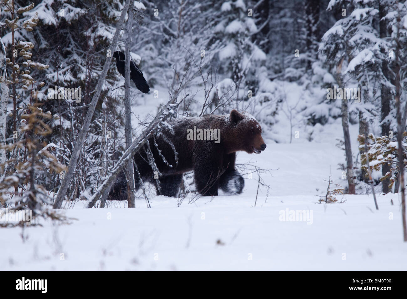 Eurasian brown bear at a forest treeline. Stock Photo