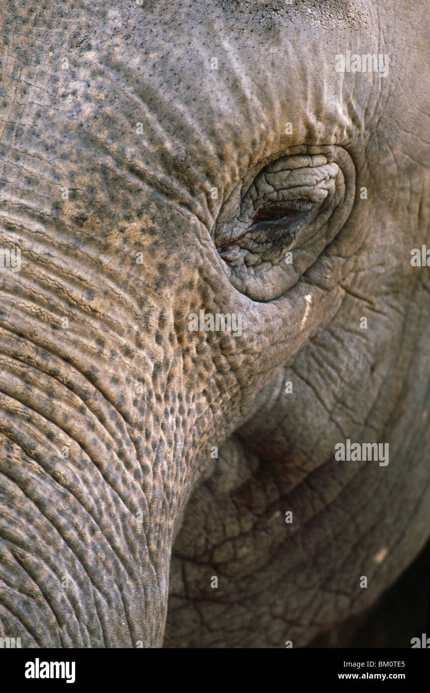 Close-up of an elephant Stock Photo - Alamy