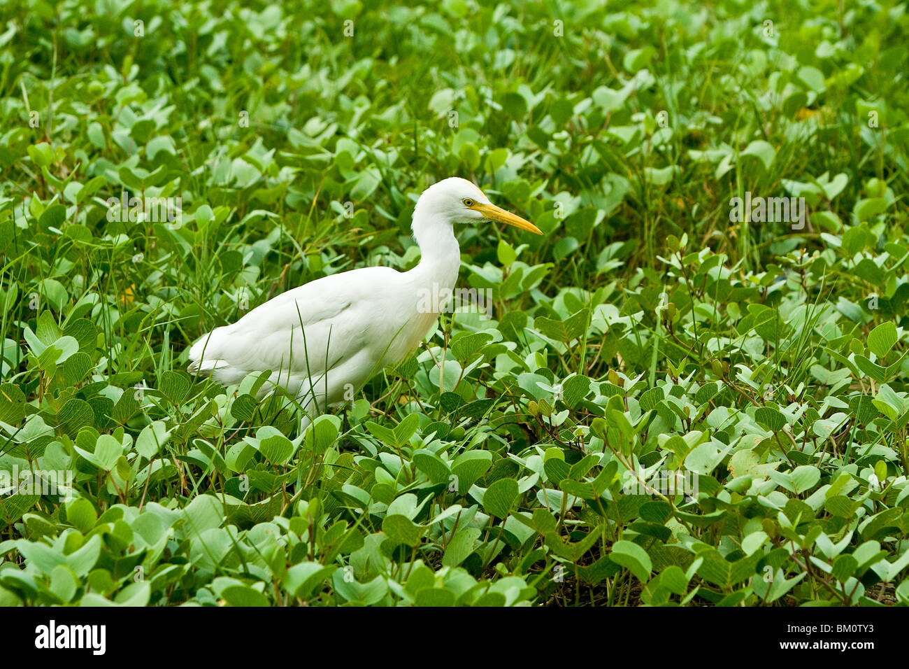 Egret hunting for food in Kerala, India Stock Photo Alamy
