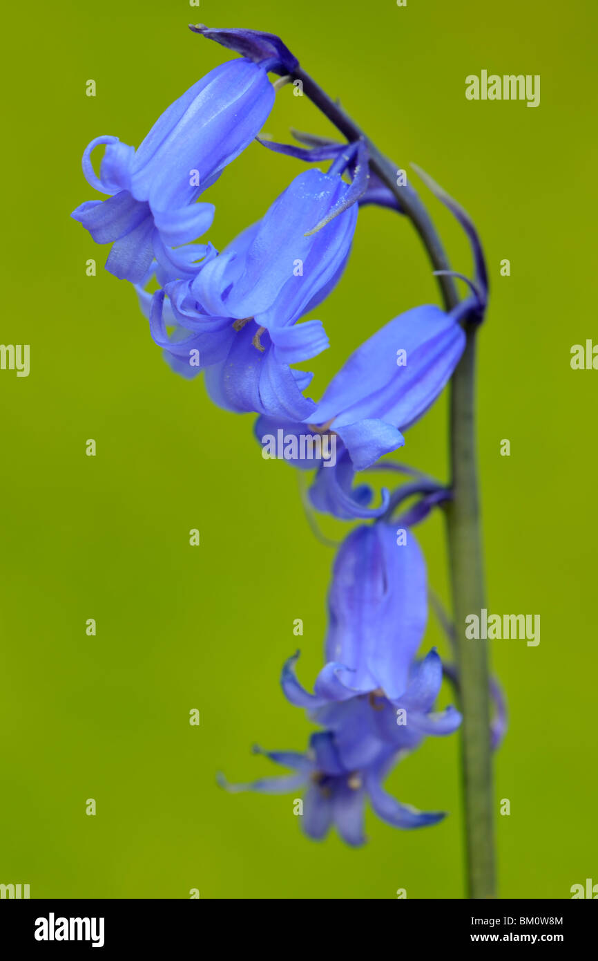 Bluebells against a natural green background. Stock Photo