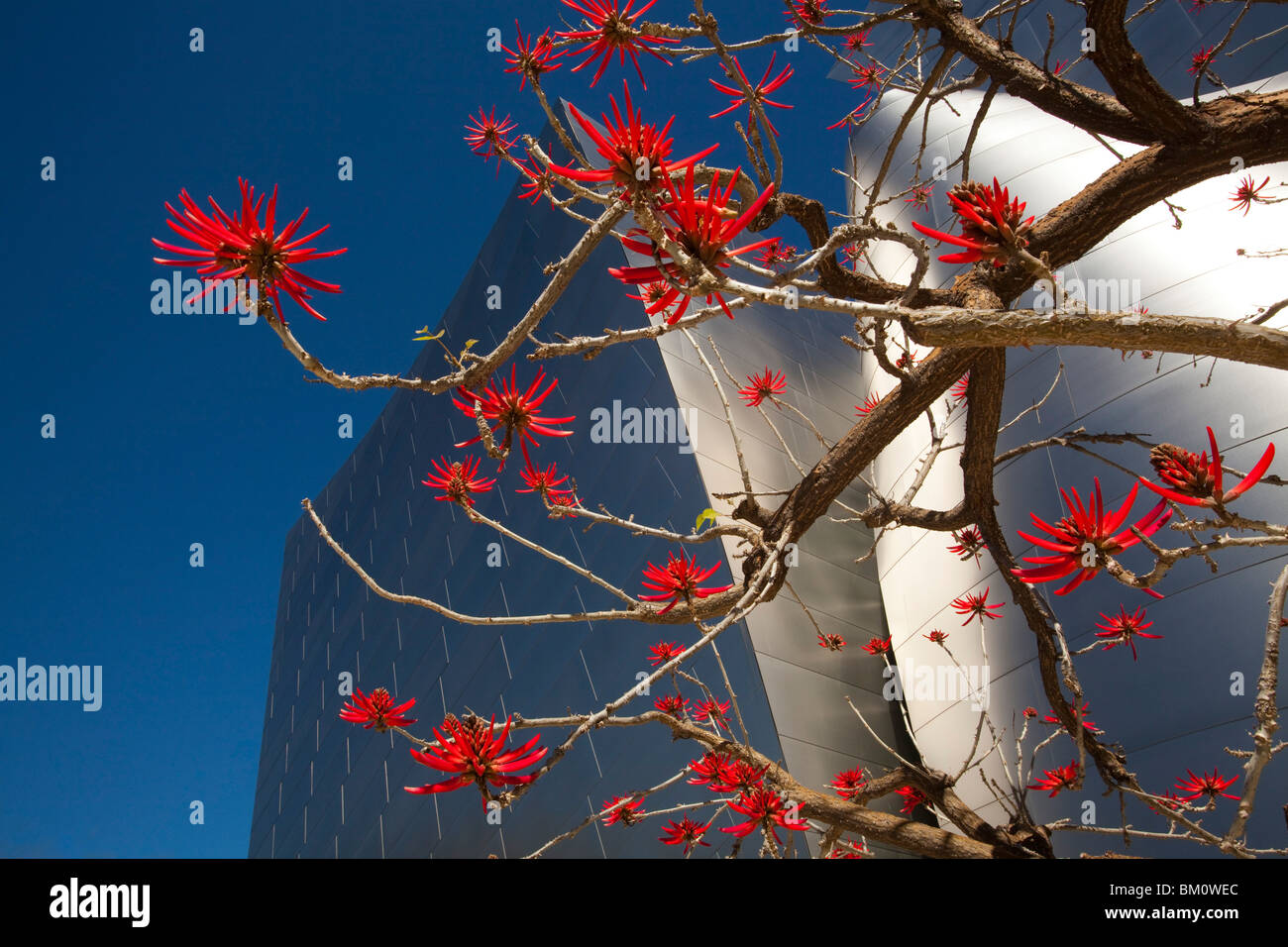 Coral Tree in Bloom, Walt Disney Concert Hall, Los Angeles , California, United States of America Stock Photo