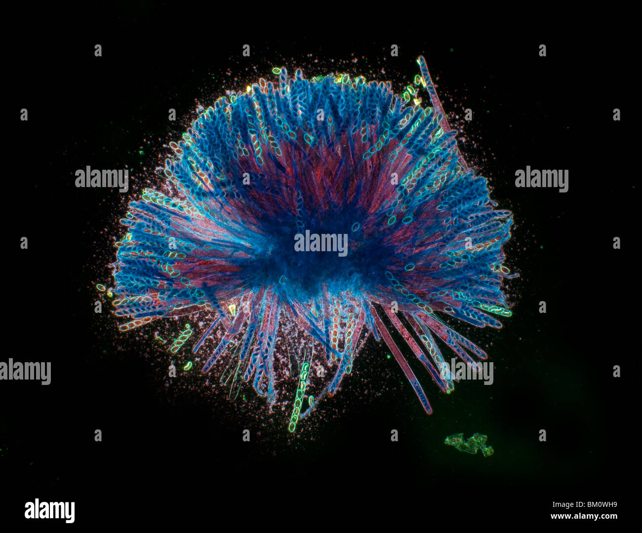 Peziza repanda mould fruting bodies, darkfield photomicrograph Stock Photo