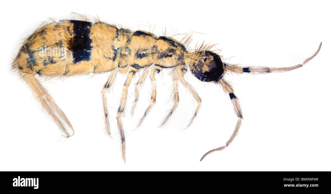 Microscope Entomology Moss Biodiversity Springtail Orchesella Cincta Hi Microscope Entomology Moss Biodiversity Springtail Orchesella Cincta Hi