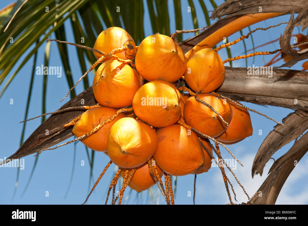 Coconuts in a Palm Tree, Apia, Samoa Stock Photo - Alamy