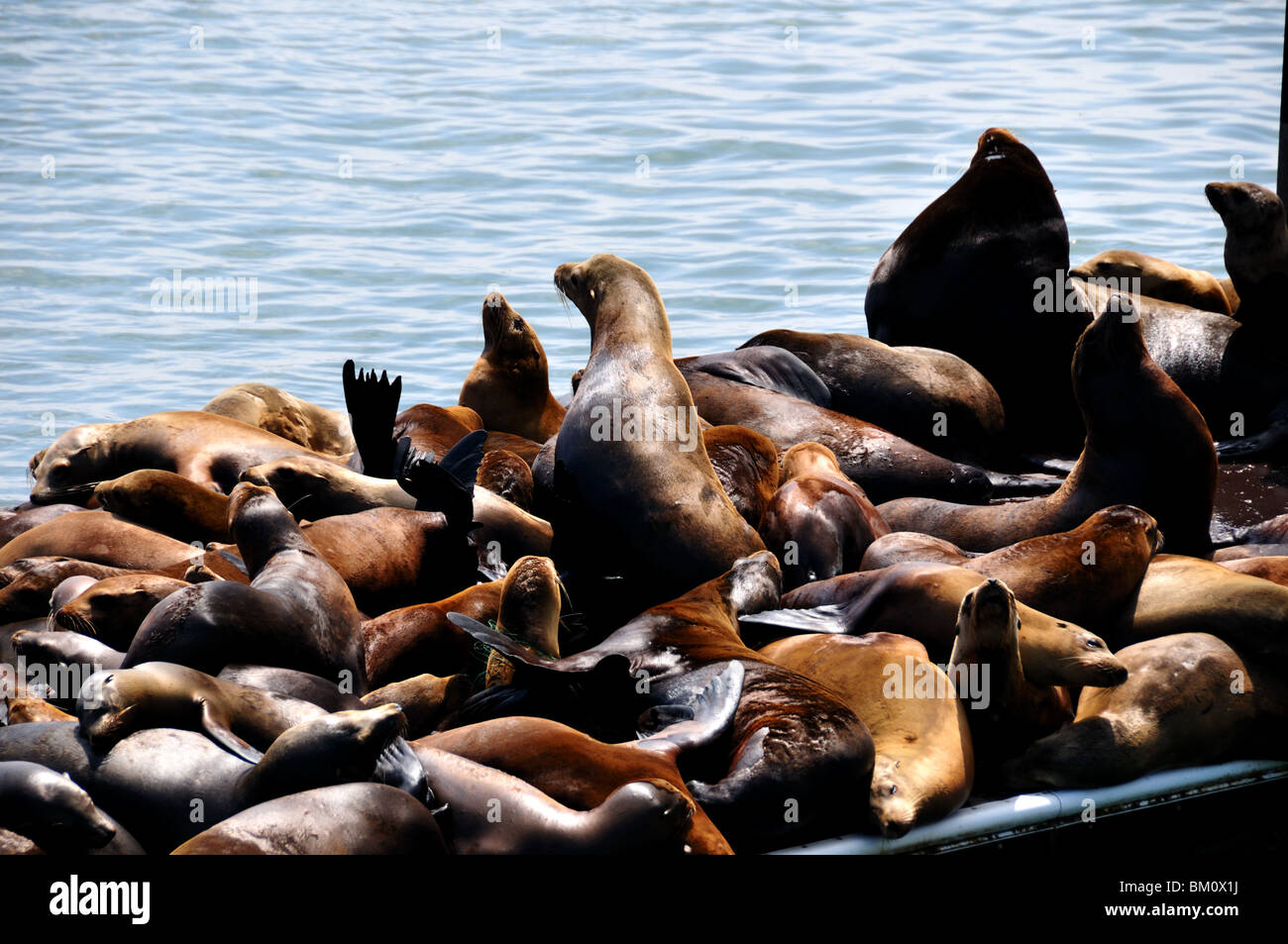 Sea lions. California, USA. Stock Photo