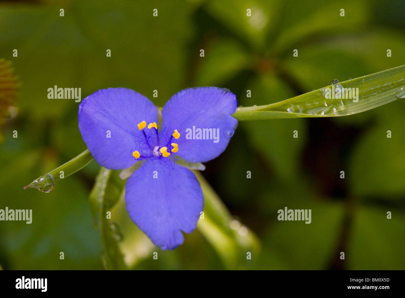 Spiderwort flower (Tradescantia ohiensis Stock Photo Alamy