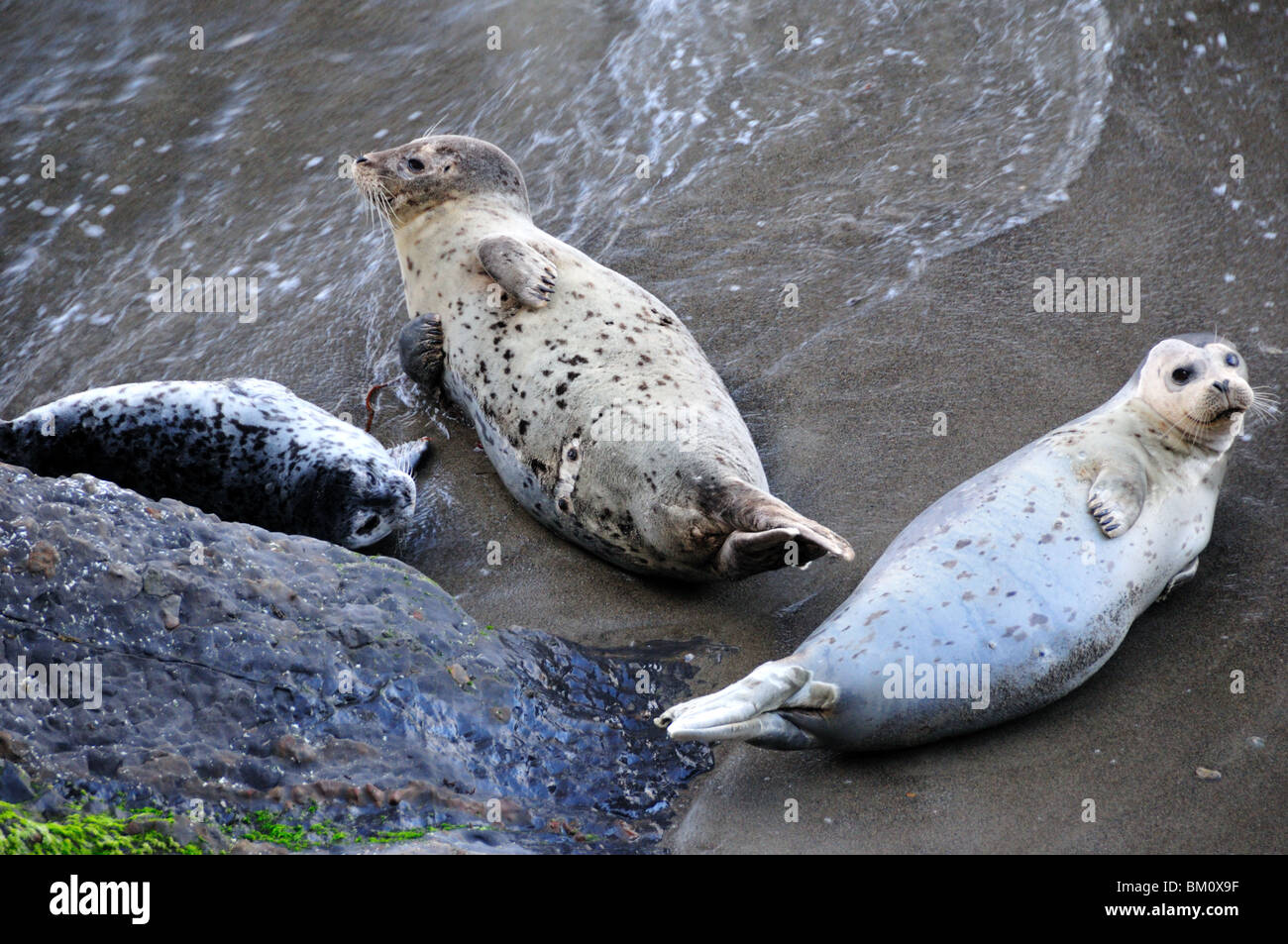 Harbor seals on a sandy beach. California, USA. Stock Photo