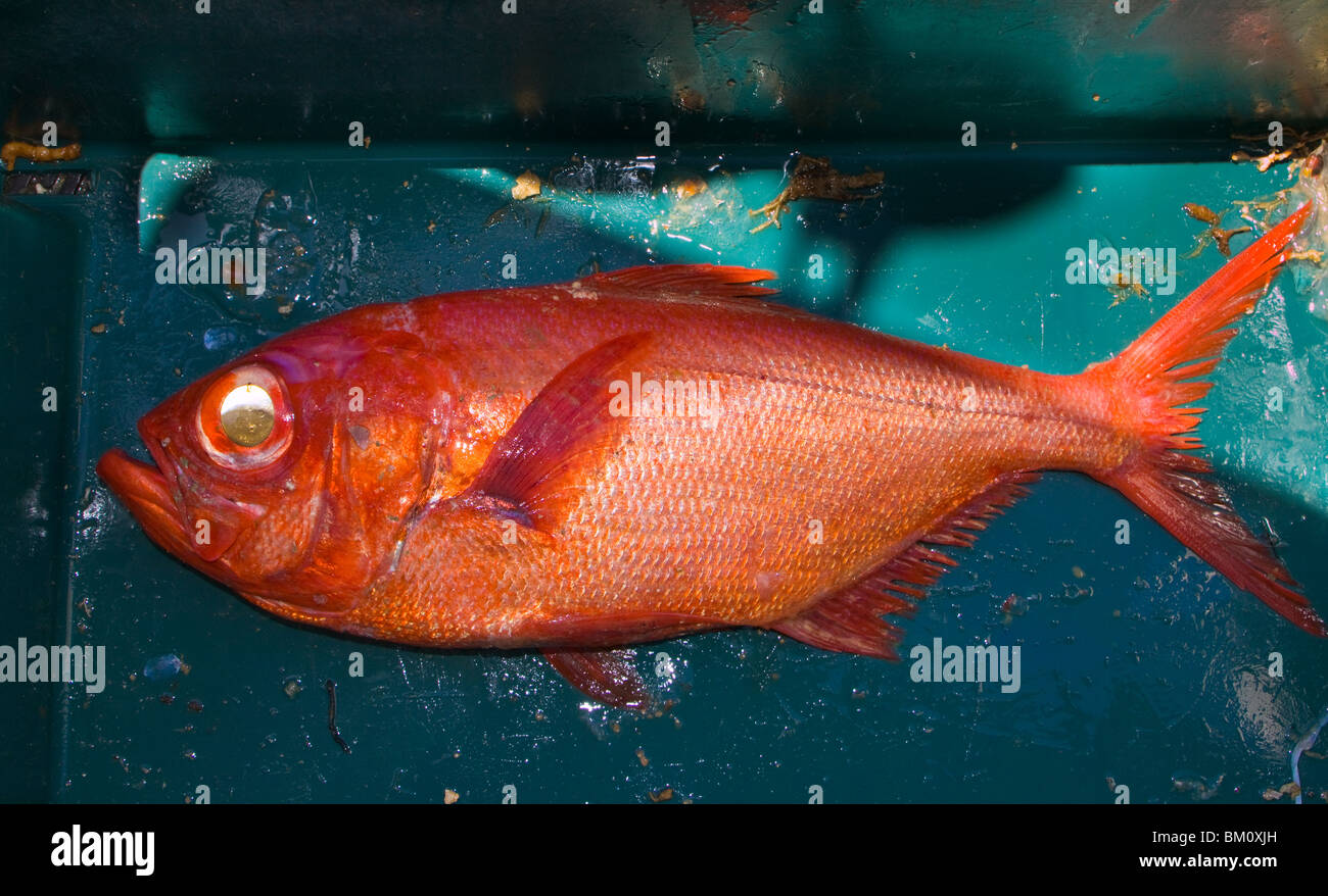 Golden Eye Snapper Simmered in Soy Sauce Stock Photo - Image of spinach,  grill: 168189888