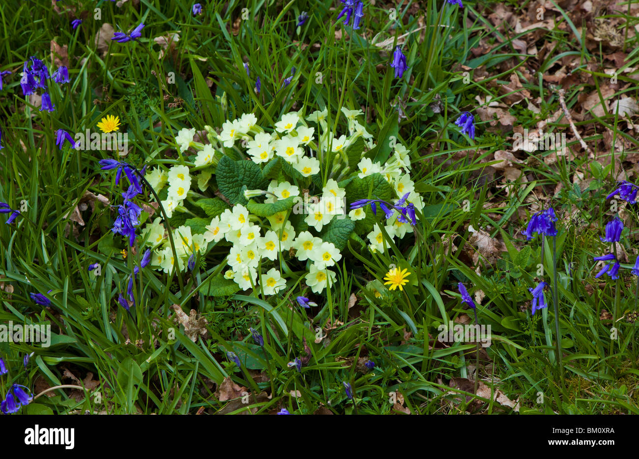 Wild flowers in a wood in spring Stock Photo
