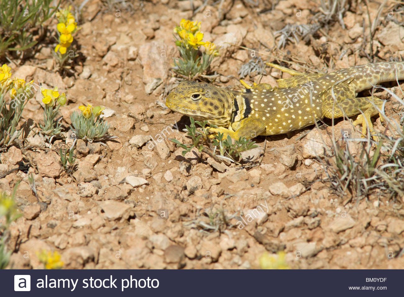New Mexico Lizard Stock Photos & New Mexico Lizard Stock Images Alamy