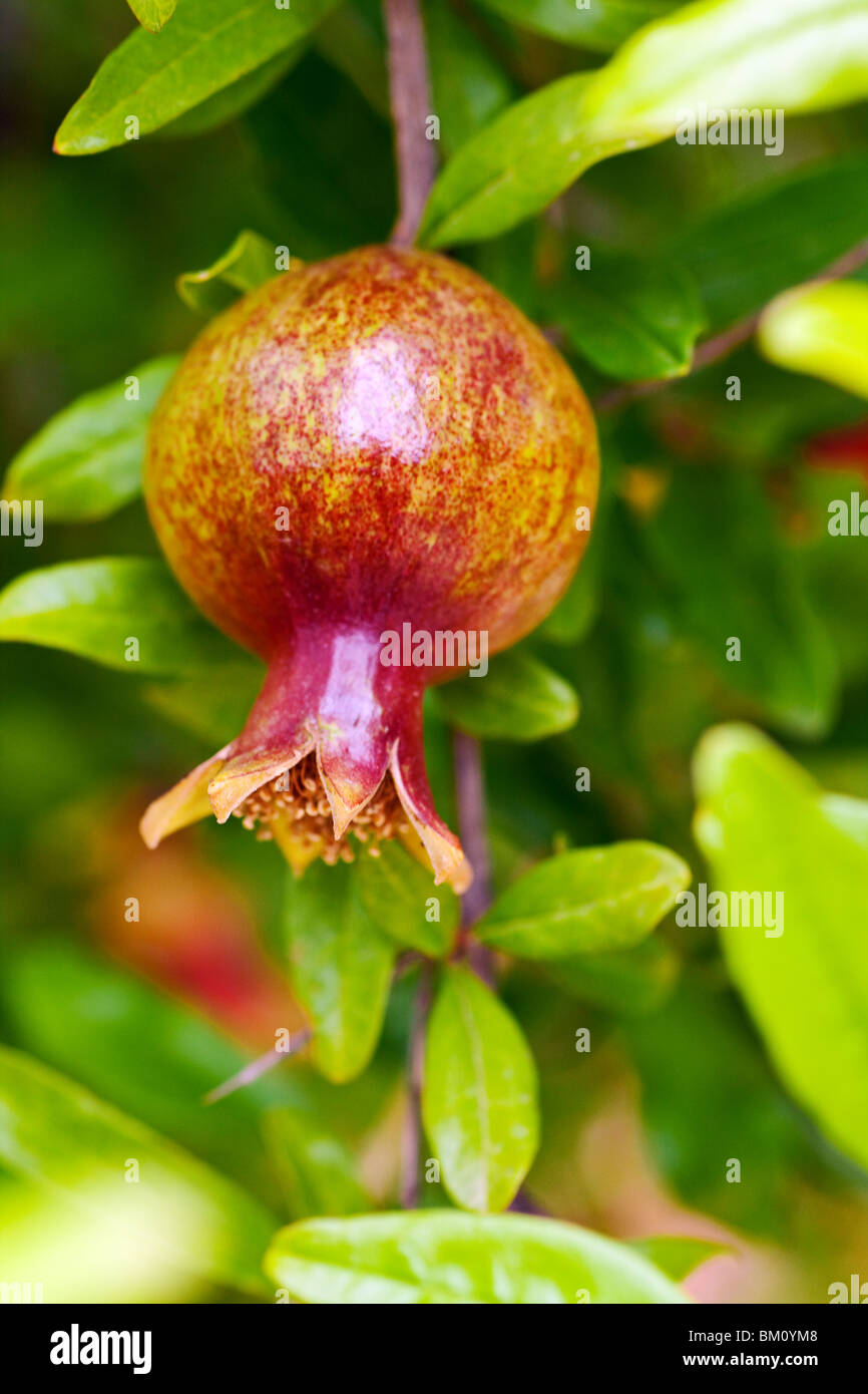 pomegranate tree with green leafy background Stock Photo