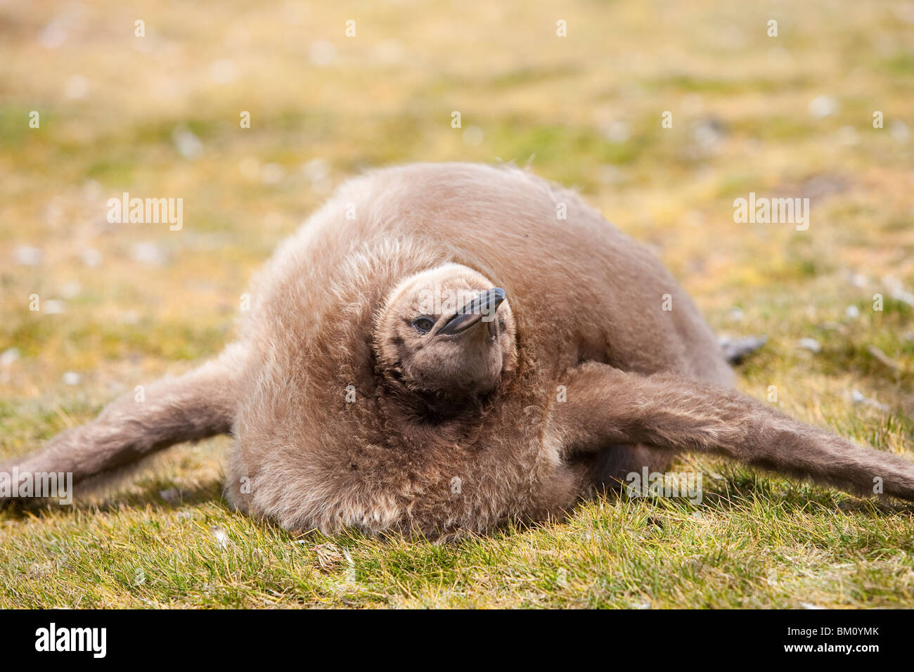 King Penguin Aptenodytes patagonicus Königspinguin Falkland Islands Volunteer Point chick resting Stock Photo