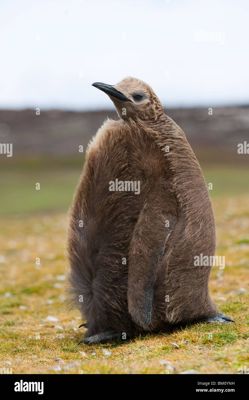 King Penguin Aptenodytes patagonicus Königspinguin Falkland Islands Volunteer Point chick with wolly feathers Stock Photo