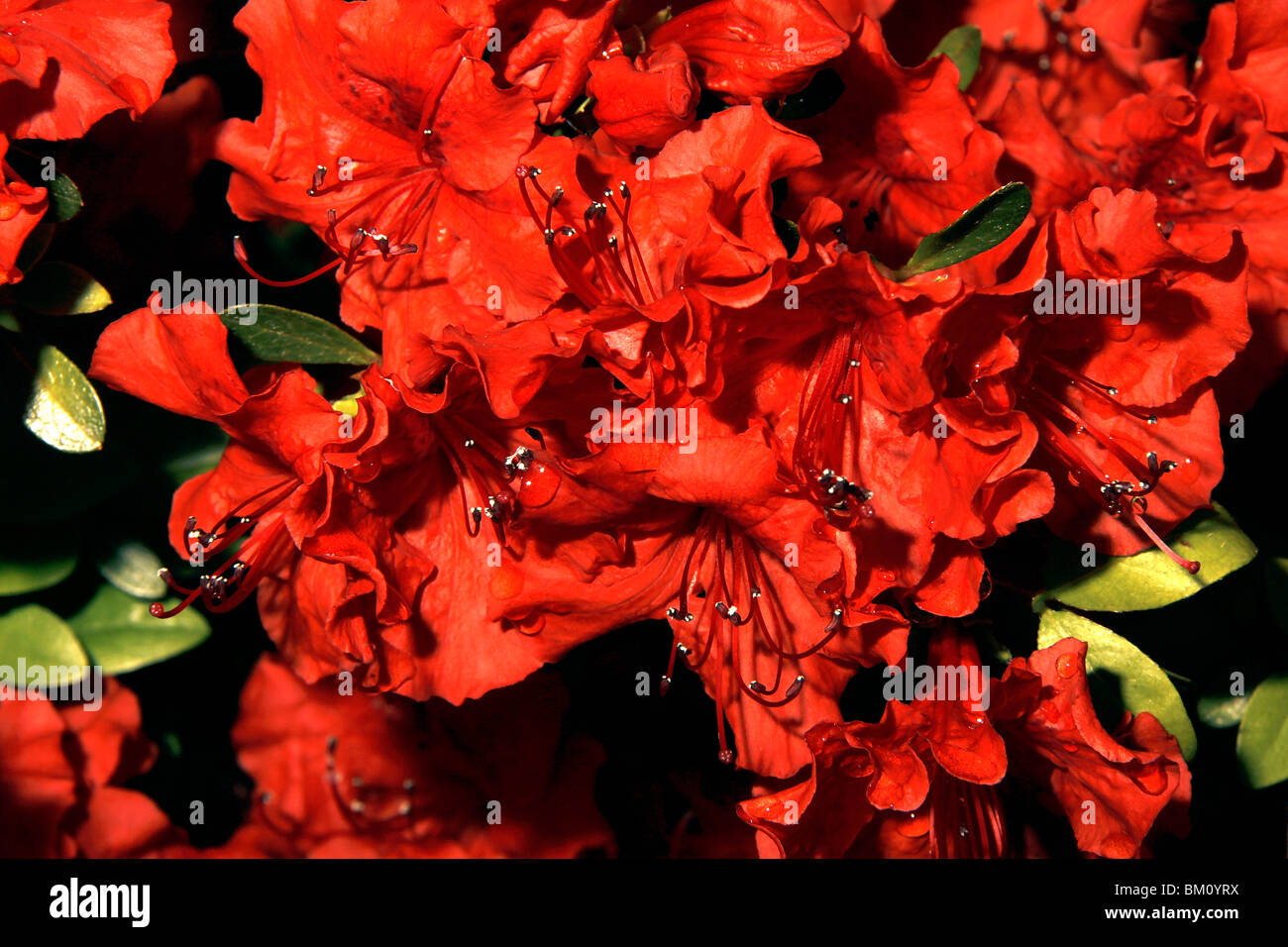Close up of Girard Hot Shot Azalea blossoms Stock Photo