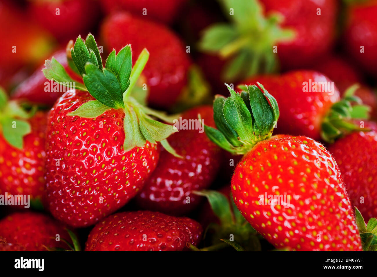 Red strawberry leaves hi-res stock photography and images - Alamy