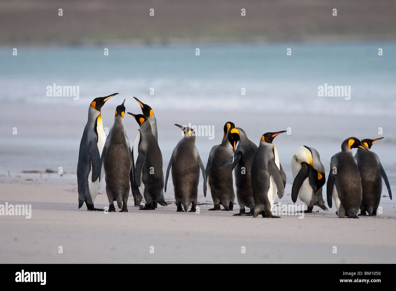 King Penguins Aptenodytes patagonicus Königspinguin Falkland Islands Volunteer Point Volunteer Beach group Stock Photo