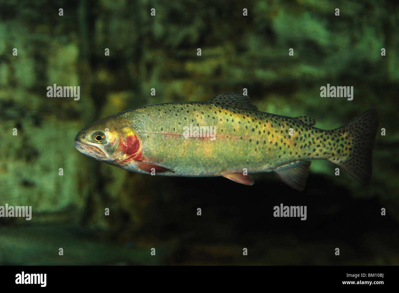 Greenback Cutthroat Trout High Resolution Stock Photography And Images Alamy