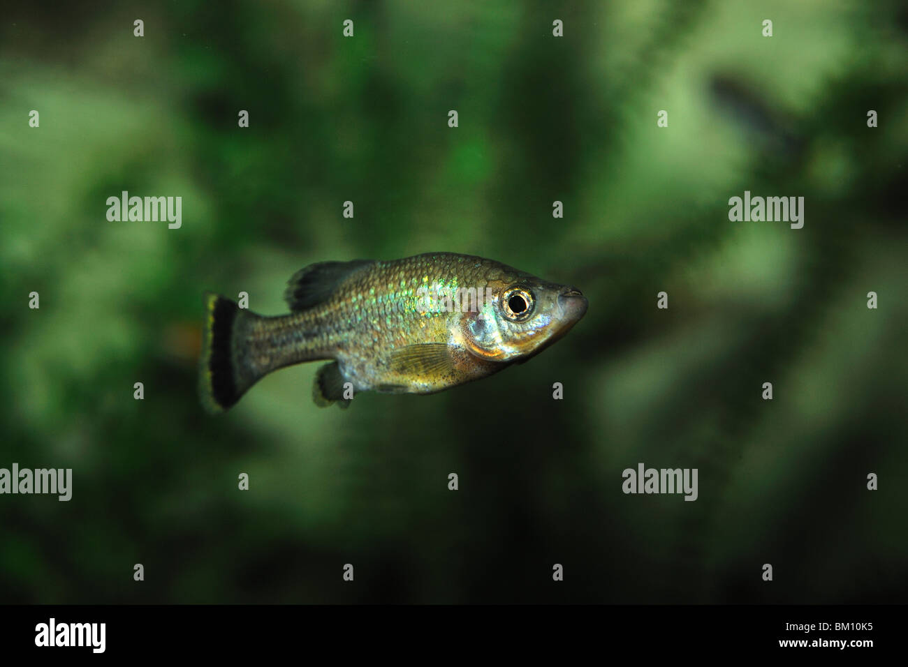 Butterfly splitfin, Ameca splendens, extinct in wild, captive Stock Photo Alamy
