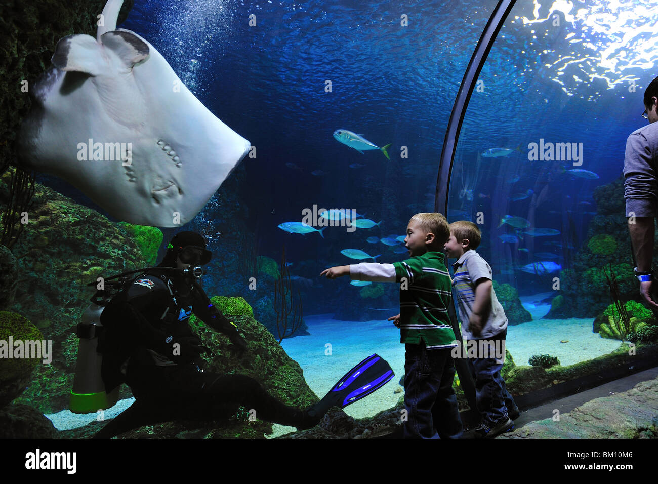 Aquarium tunnel tank, Denver, Colorado Stock Photo